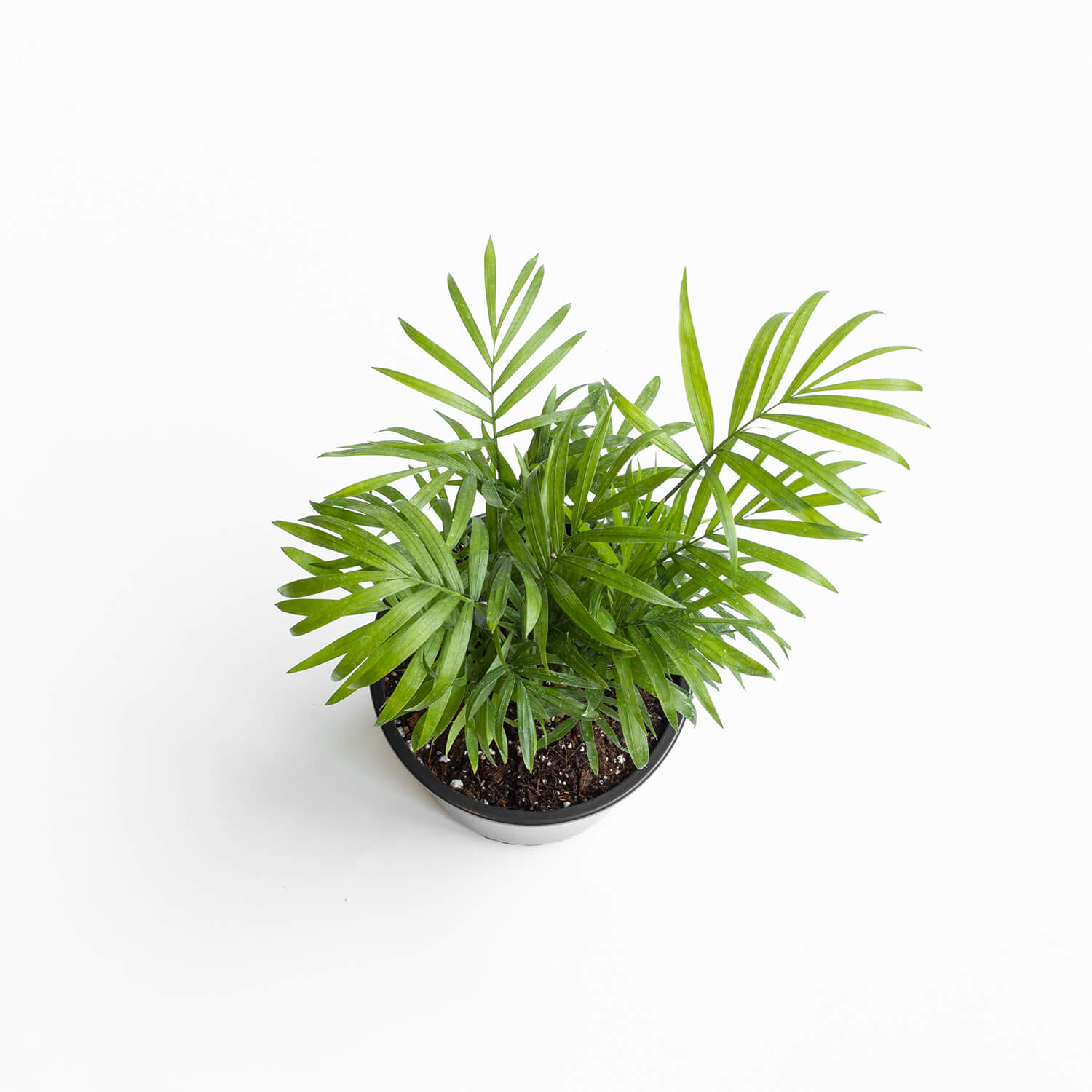 chamaedorea-elegans-xs-003