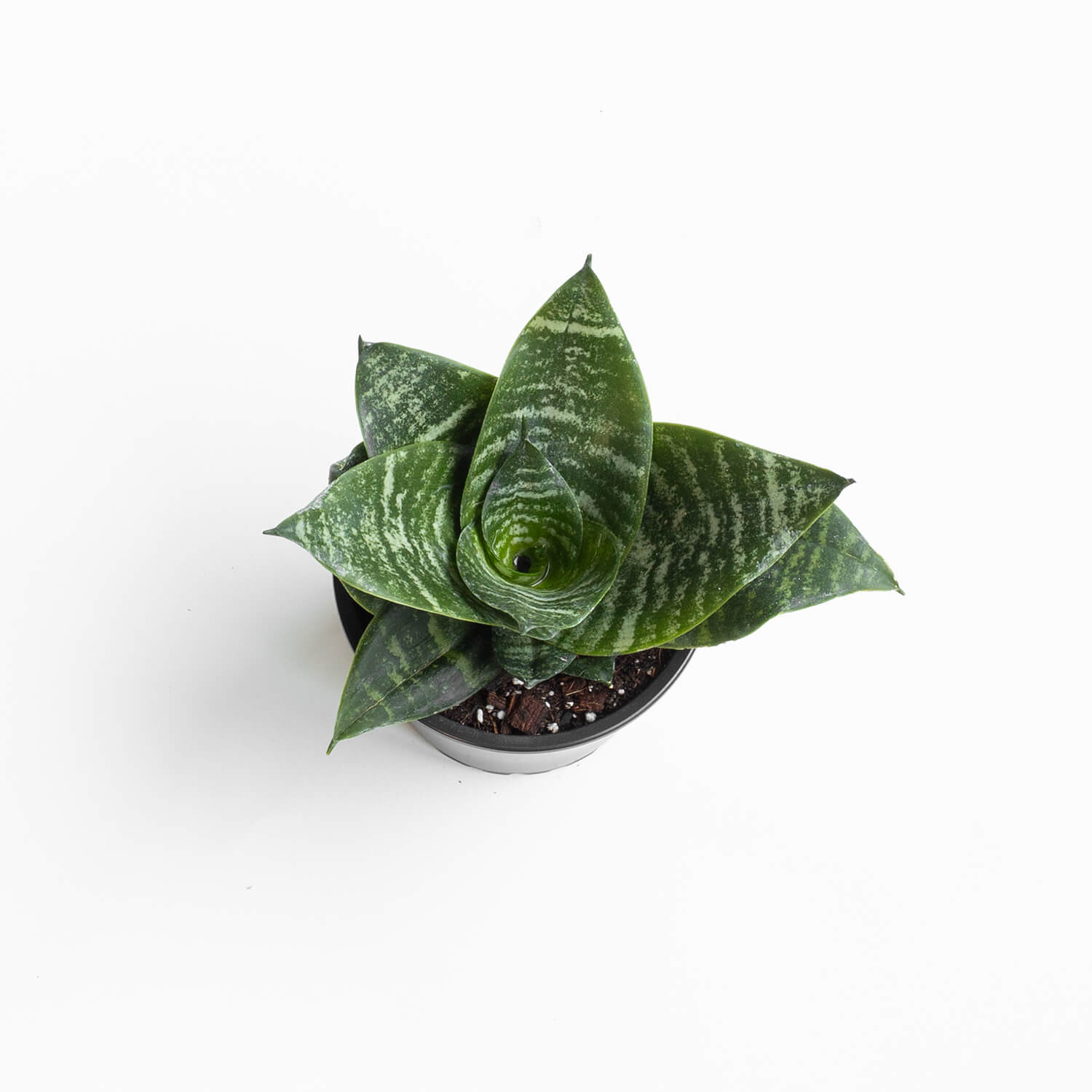 sansevieria-green-hahnii-s-001