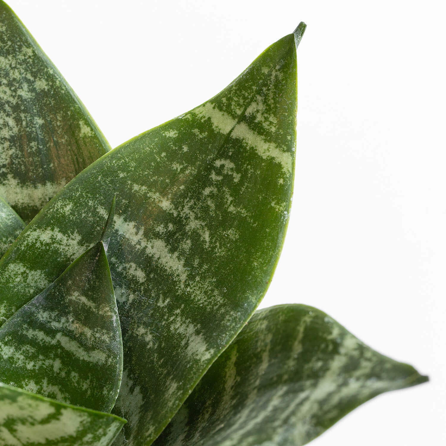 Sansevieria Green Hahnii – S