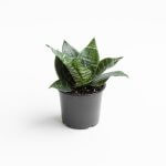 Sansevieria Green Hahnii – S