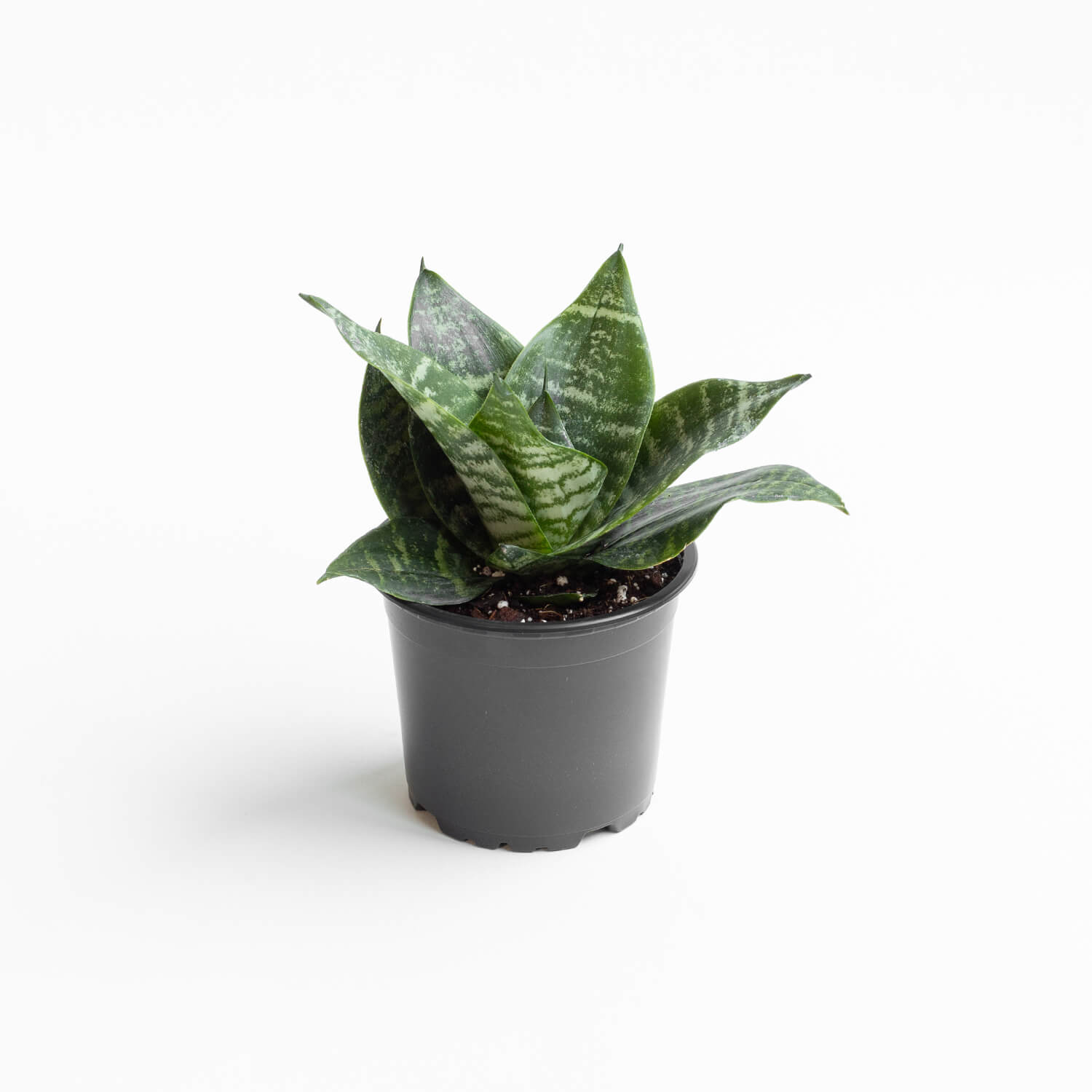 Sansevieria Green Hahnii – S