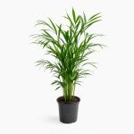 Palmera Areca – L