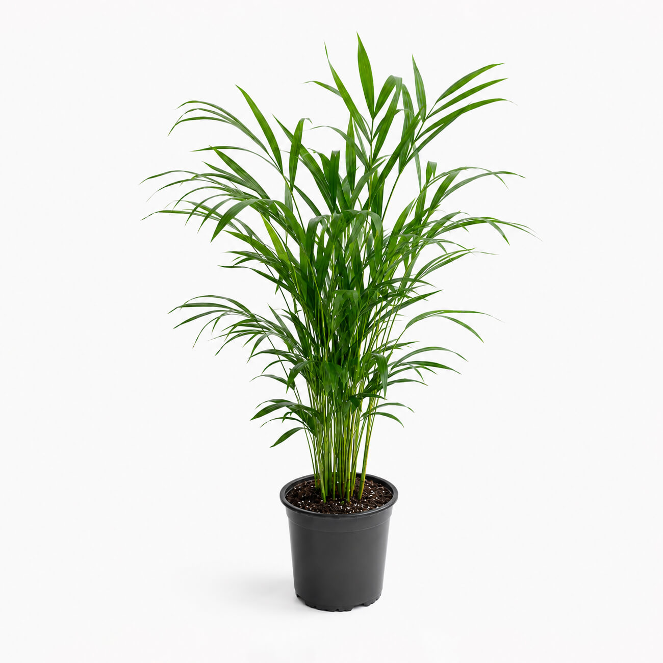 Palmera Areca – L
