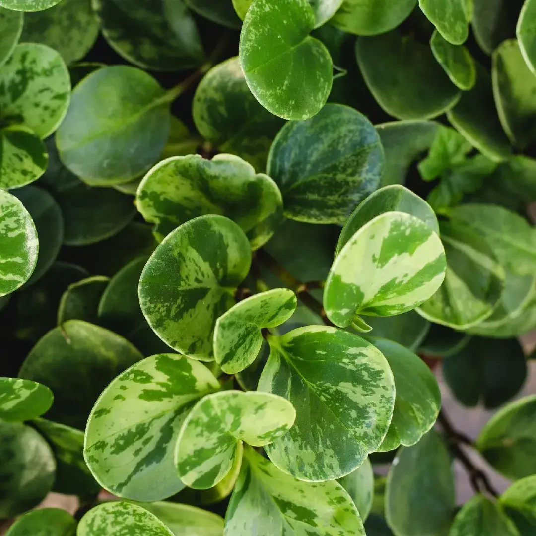 Peperomia Obtusifolia Marble