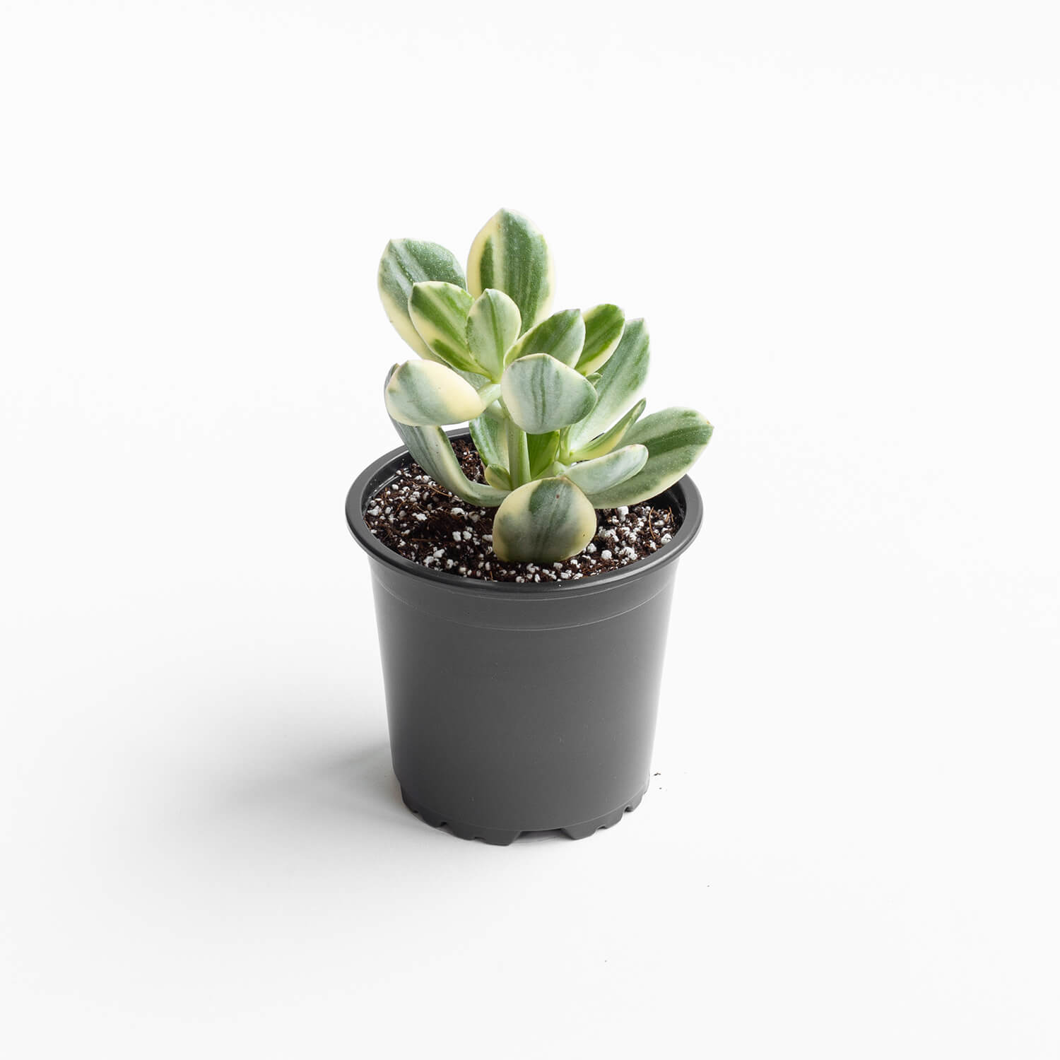 Crassula Ovata – S – Variegada (Jade)