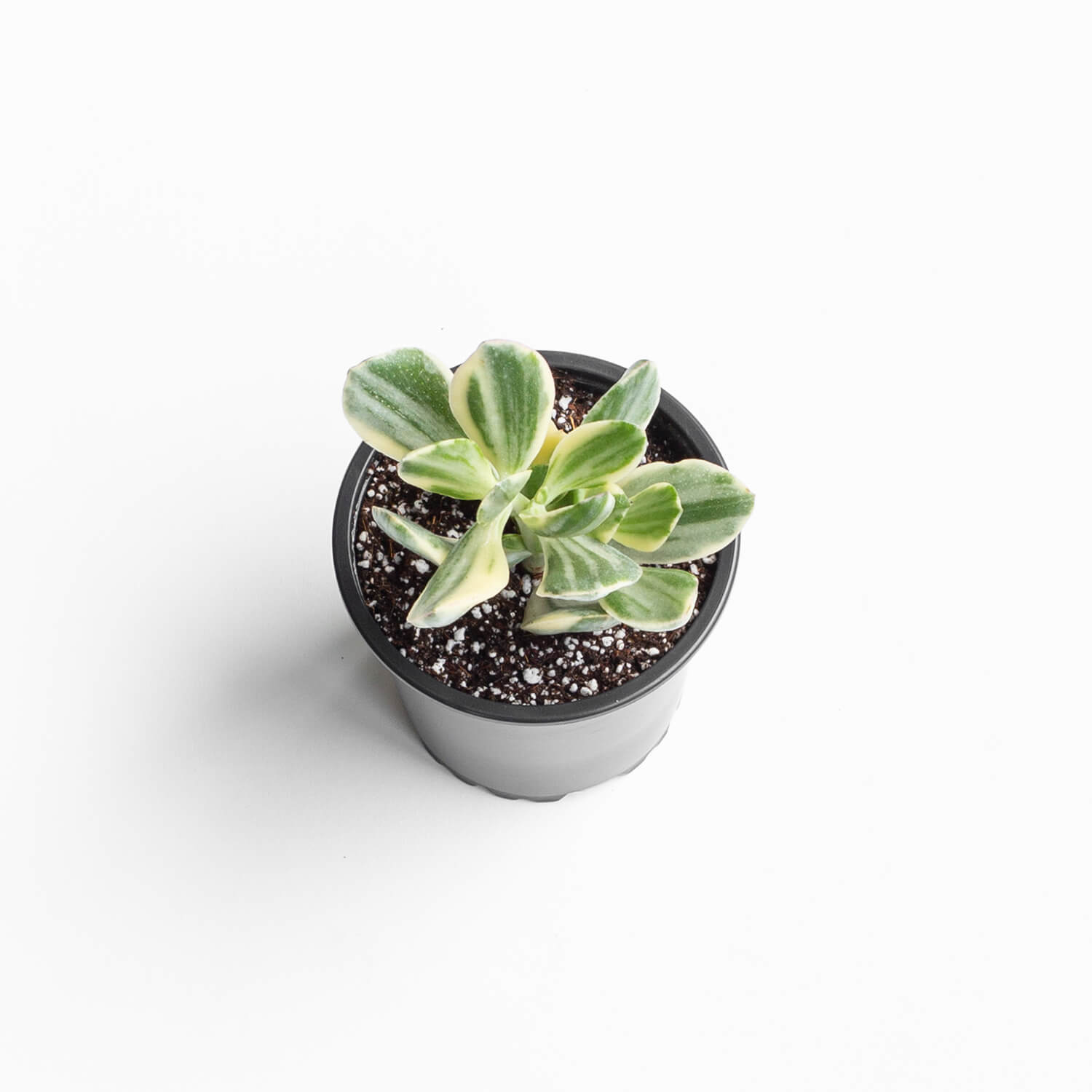 crassula-ovata-s-variegada-jade-002