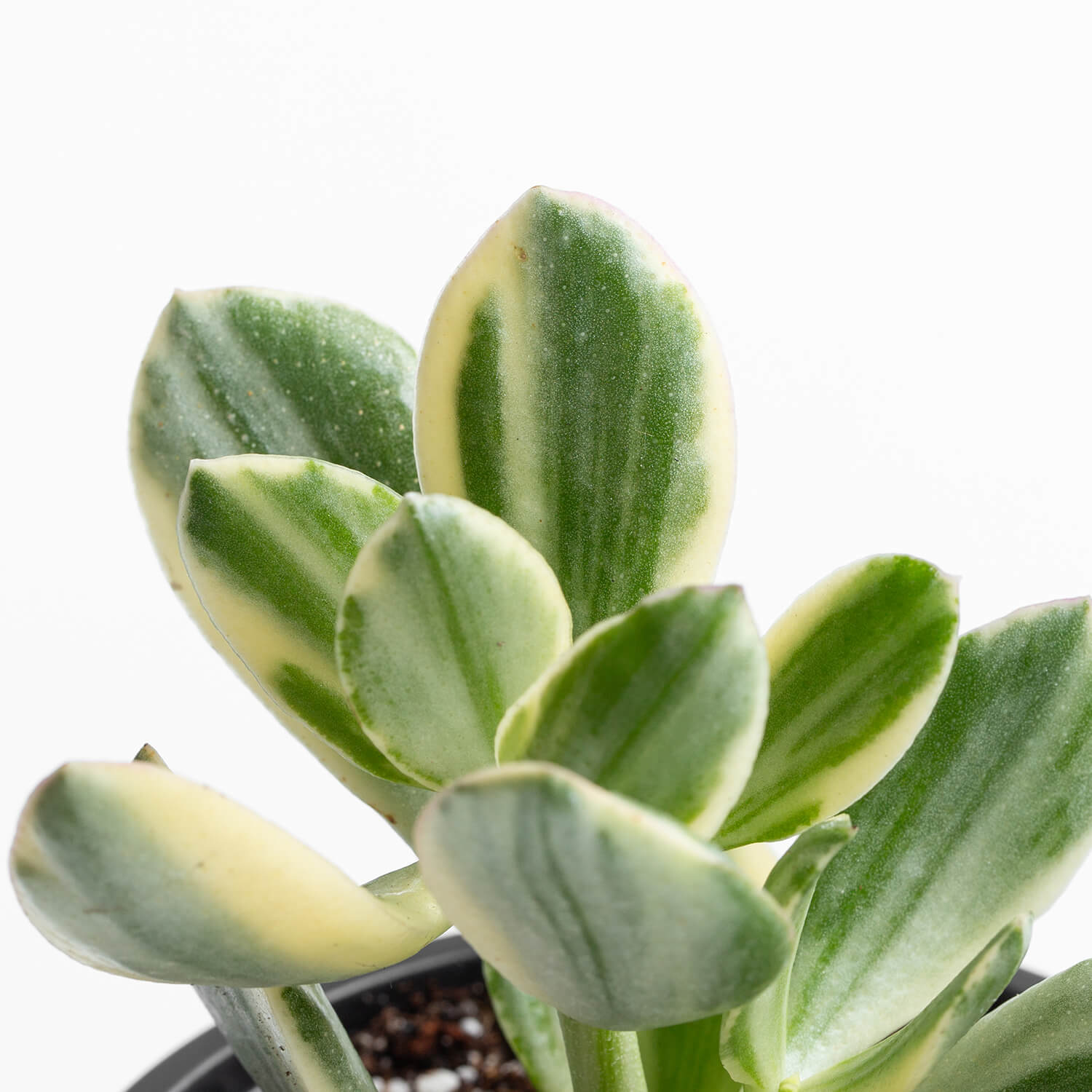 Crassula Ovata – S – Variegada (Jade)