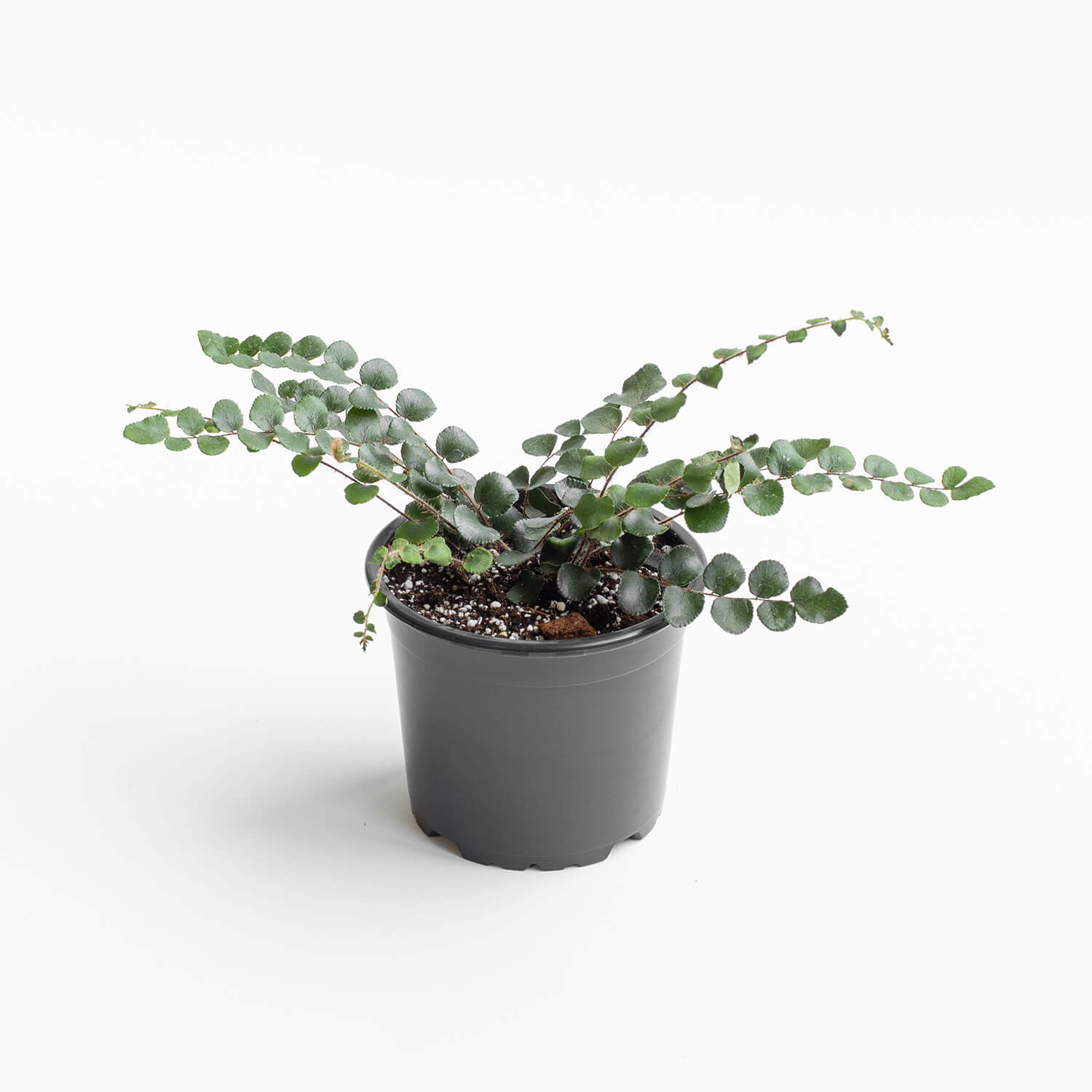 helecho-boton-pellaea-rotundifolia-001