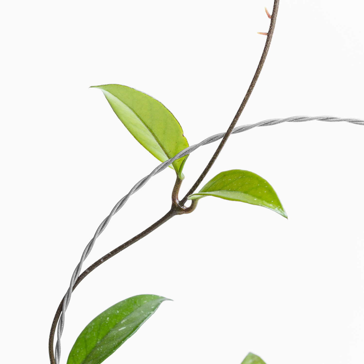 hoya-carnosa-con-guia-001
