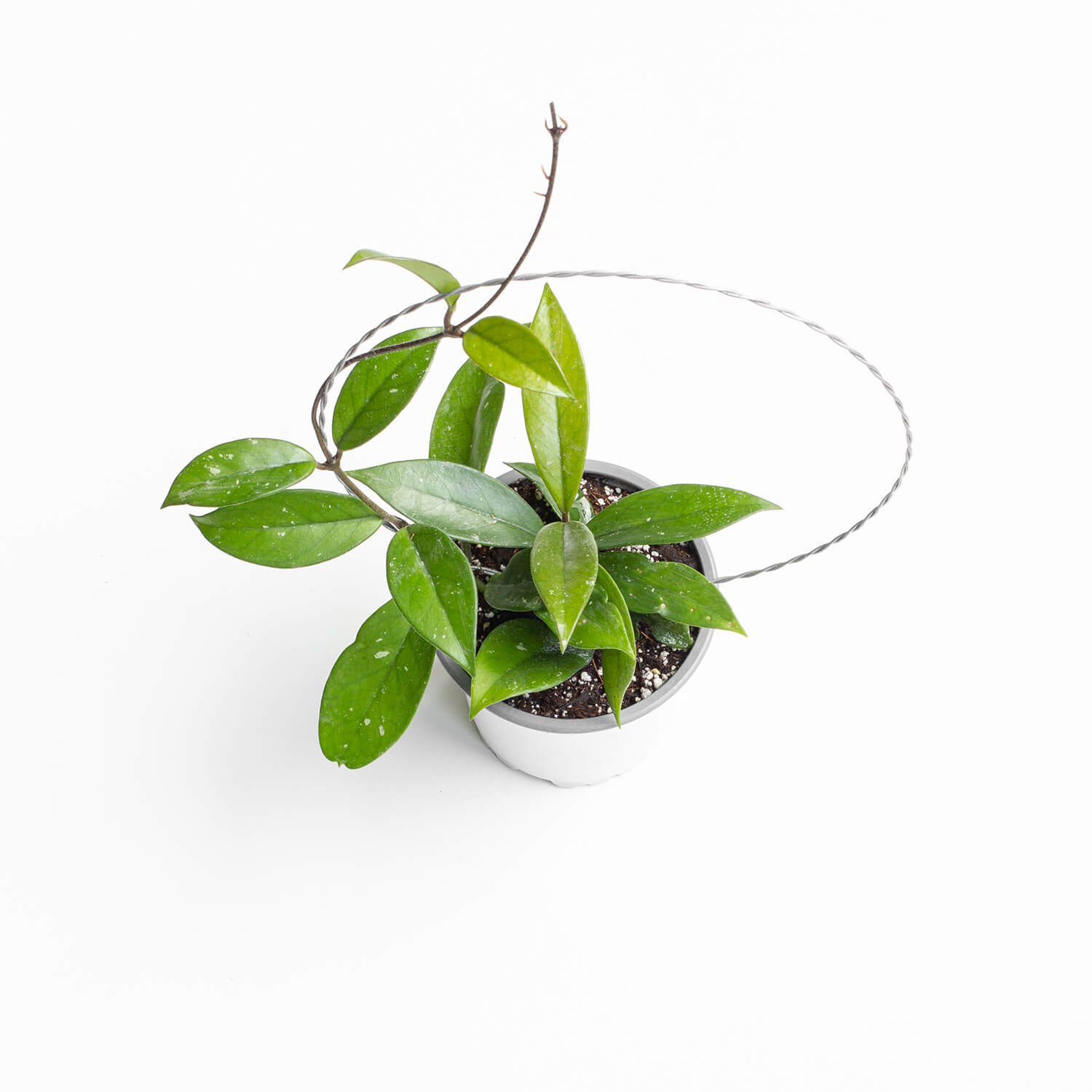 Hoya Carnosa con guía (Clepia)