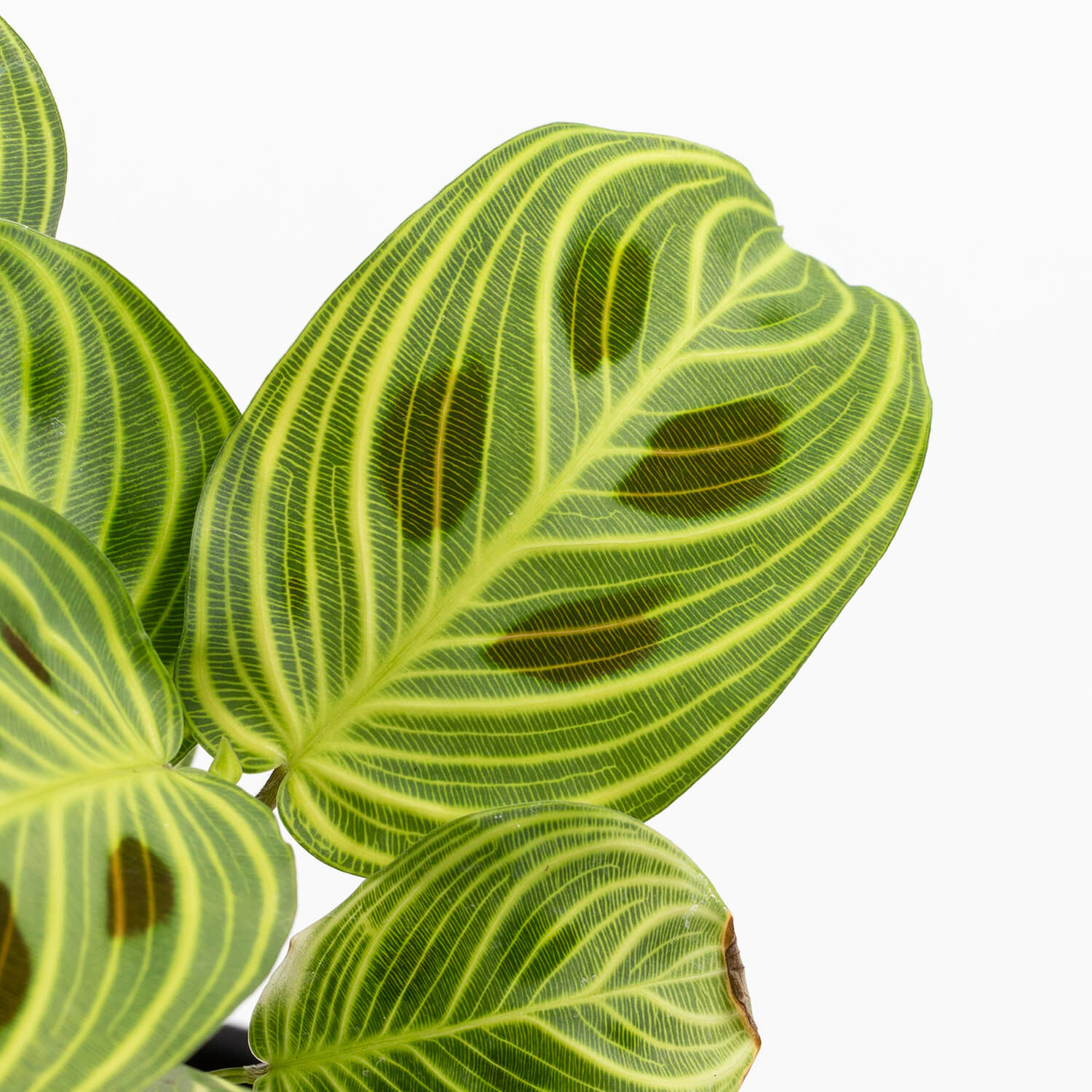 Maranta Light Veins