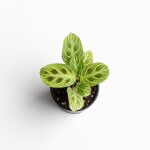 Maranta Light Veins
