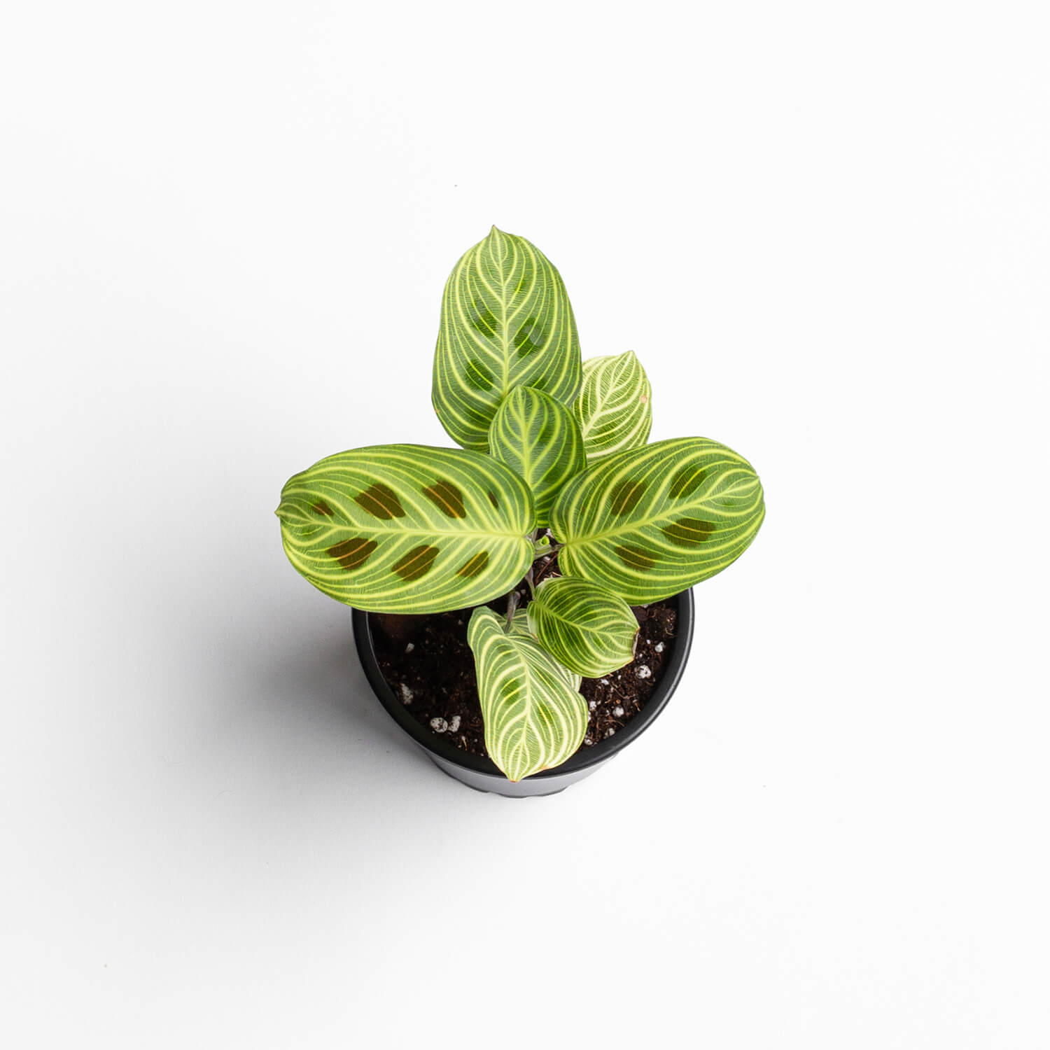 Maranta Light Veins