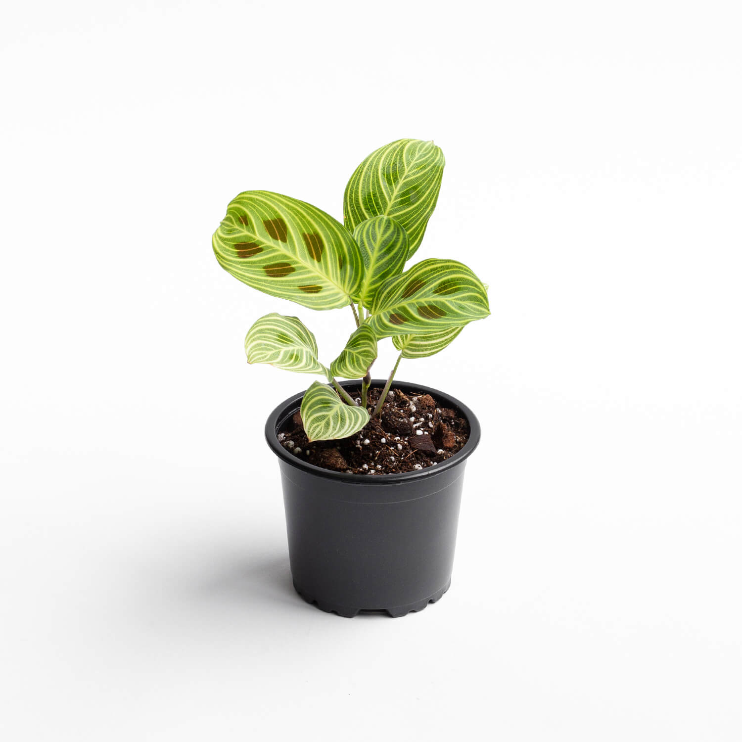 maranta-light-veins-003