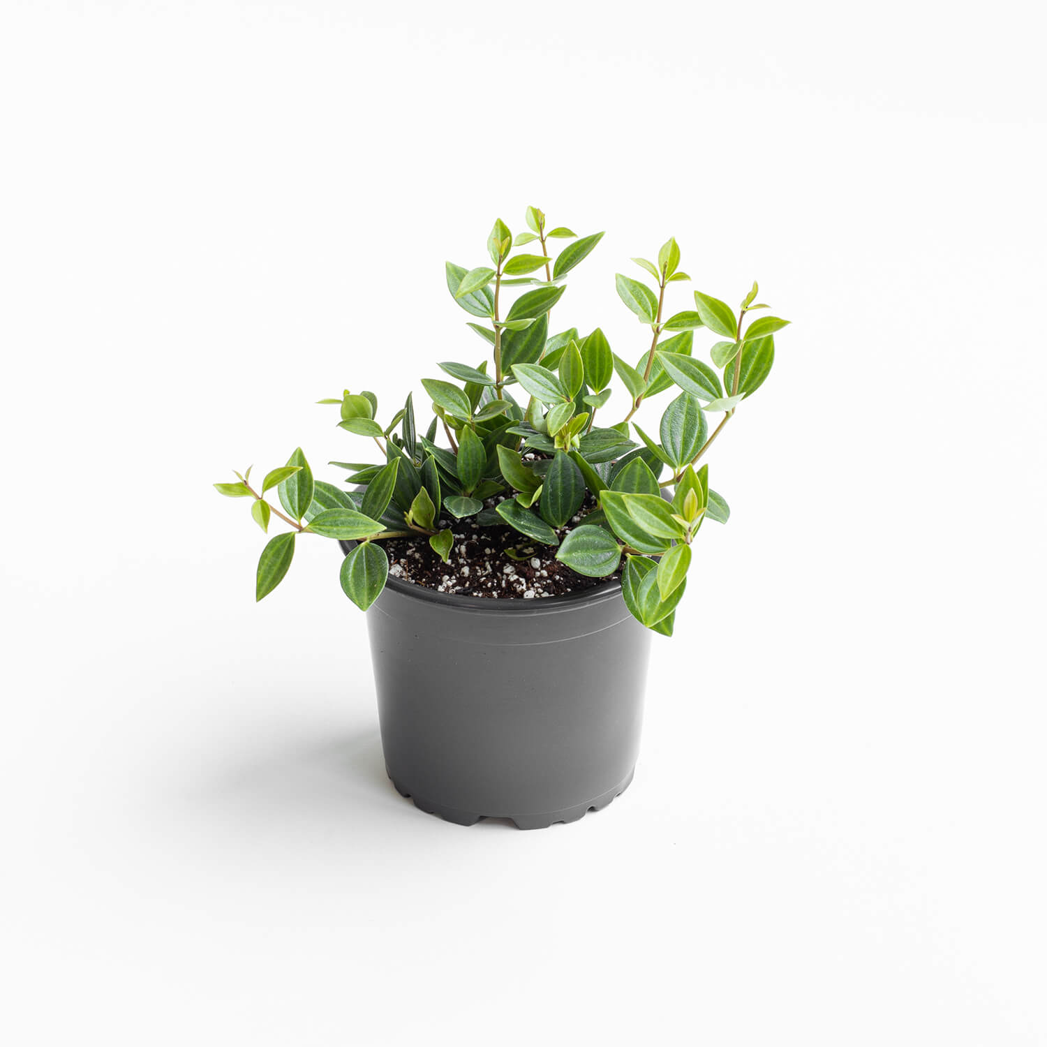 Peperomia Escarabajo