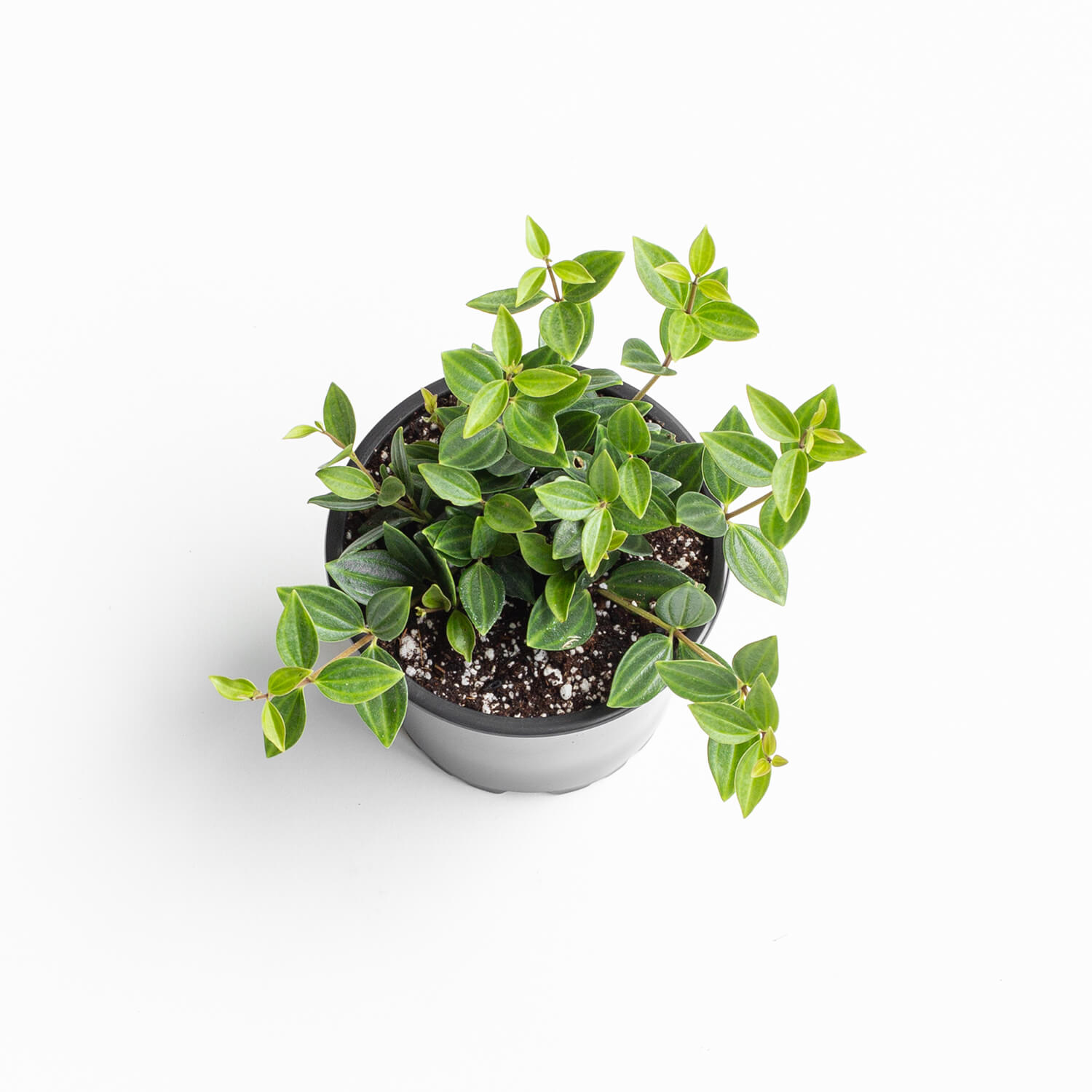 peperomia-escarabajo-peperomia-quadrangularis-002