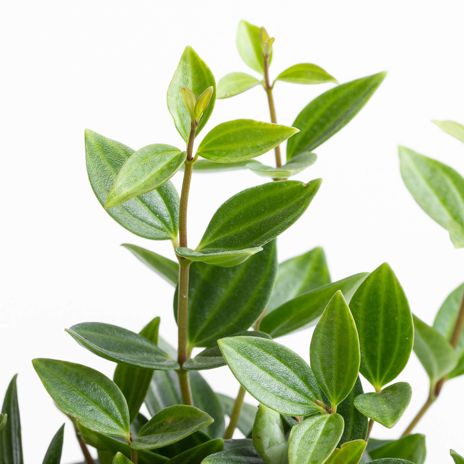 Peperomia Escarabajo