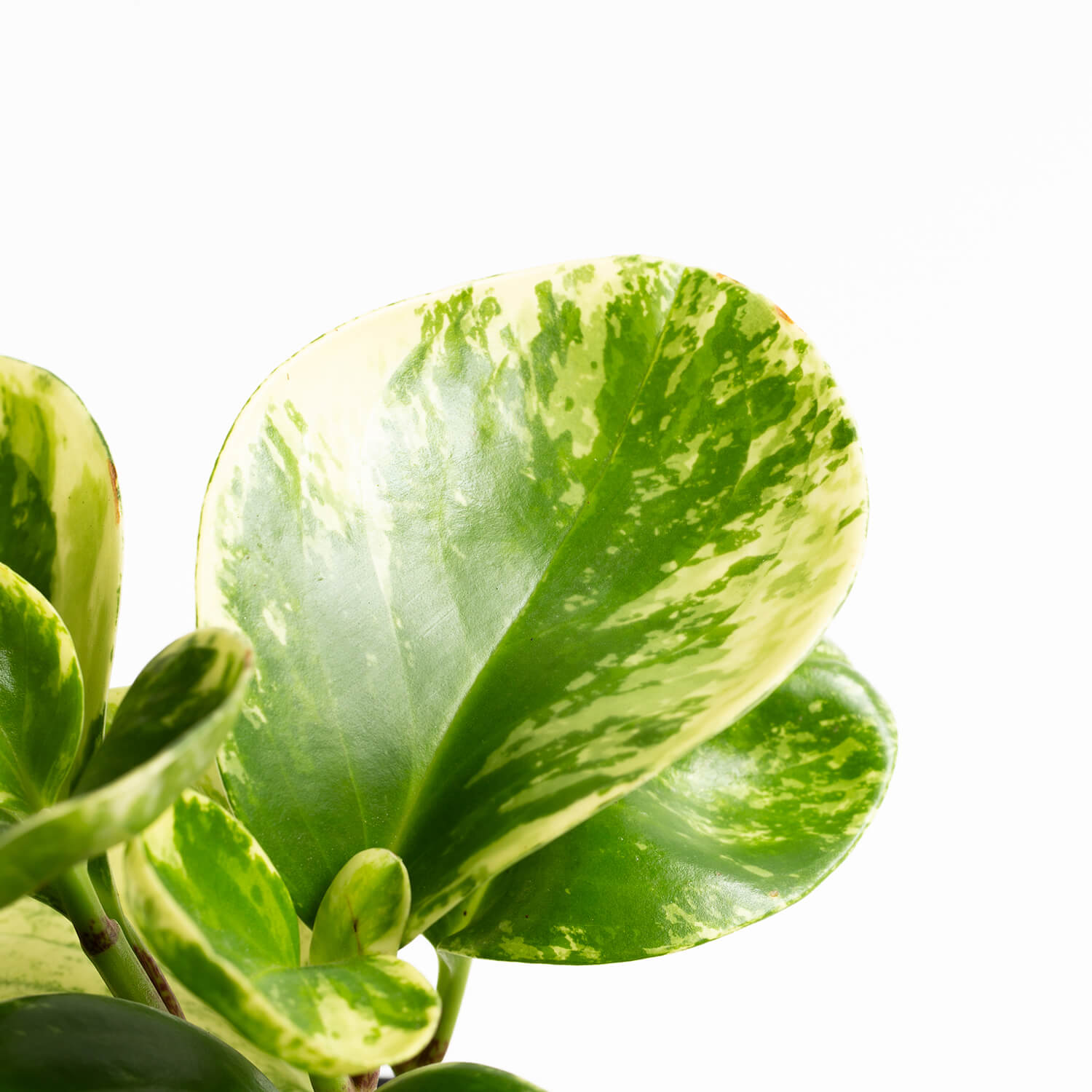 Peperomia Obtusifolia Marble
