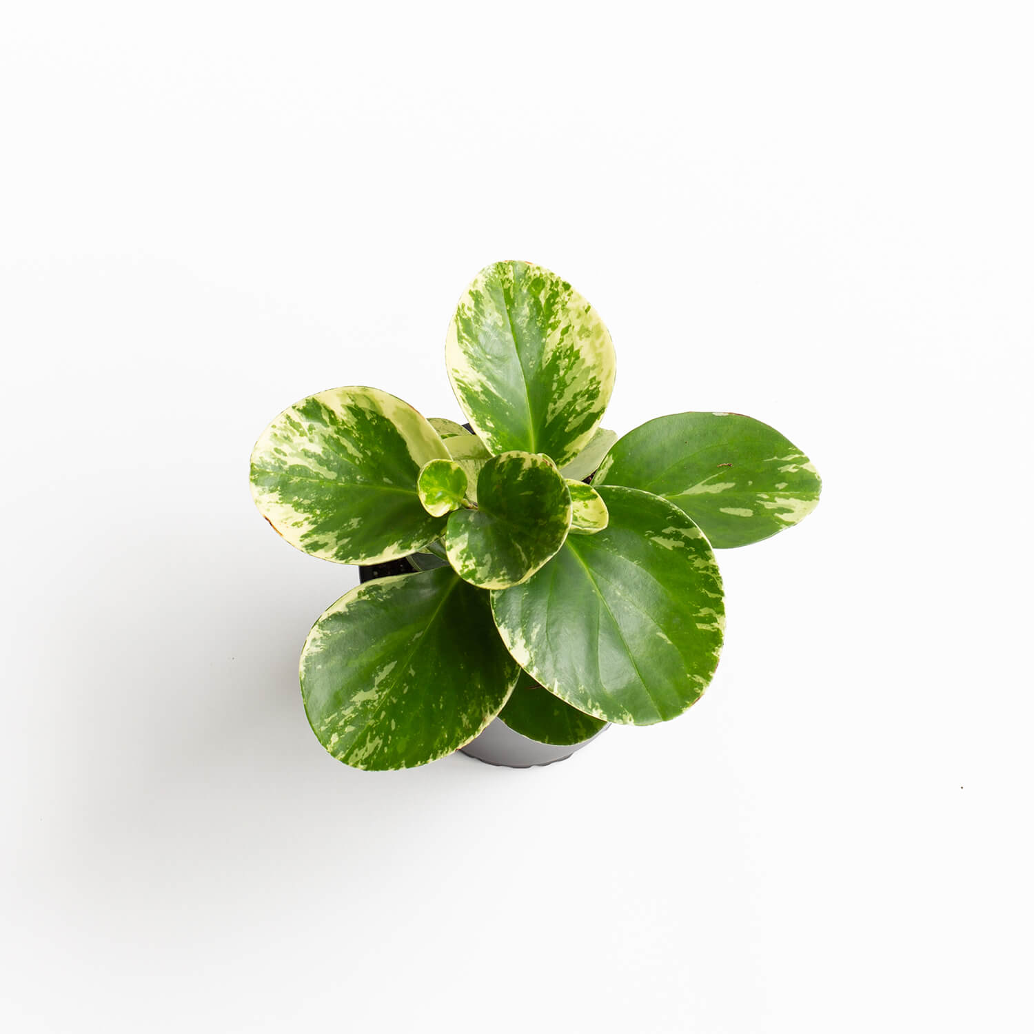 peperomia-obtusifolia-marble-002