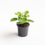 Peperomia Obtusifolia Marble