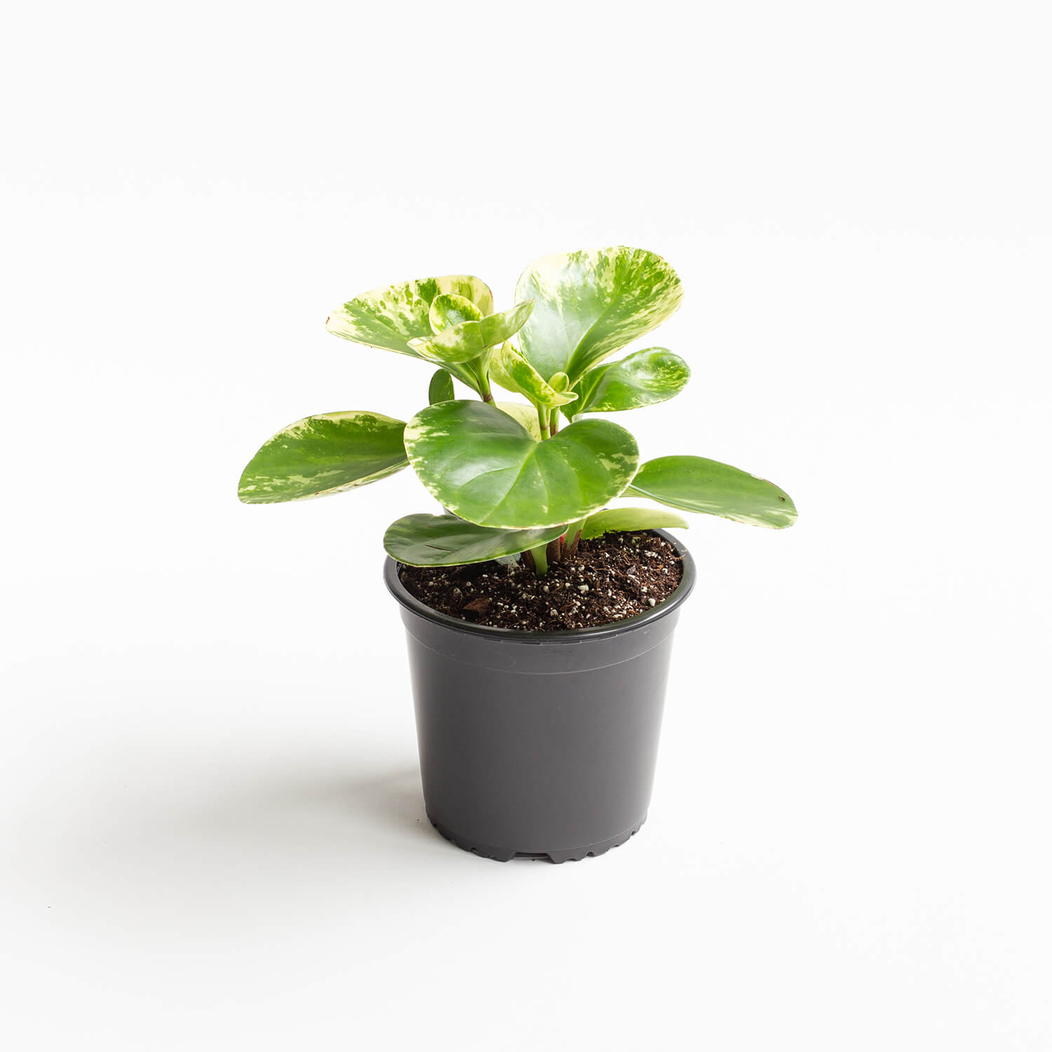 Peperomia Obtusifolia Marble