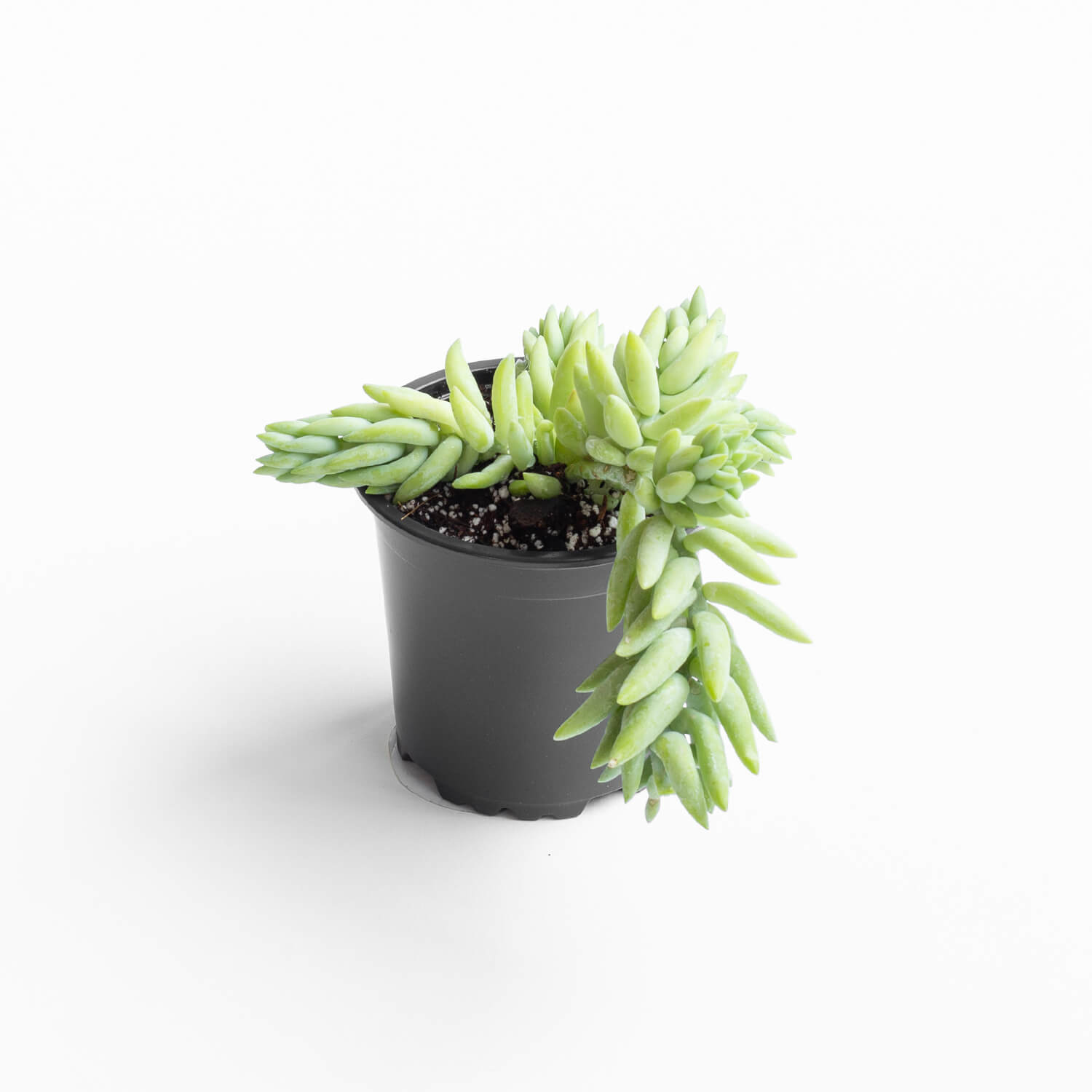 Sedum Morganianum – S