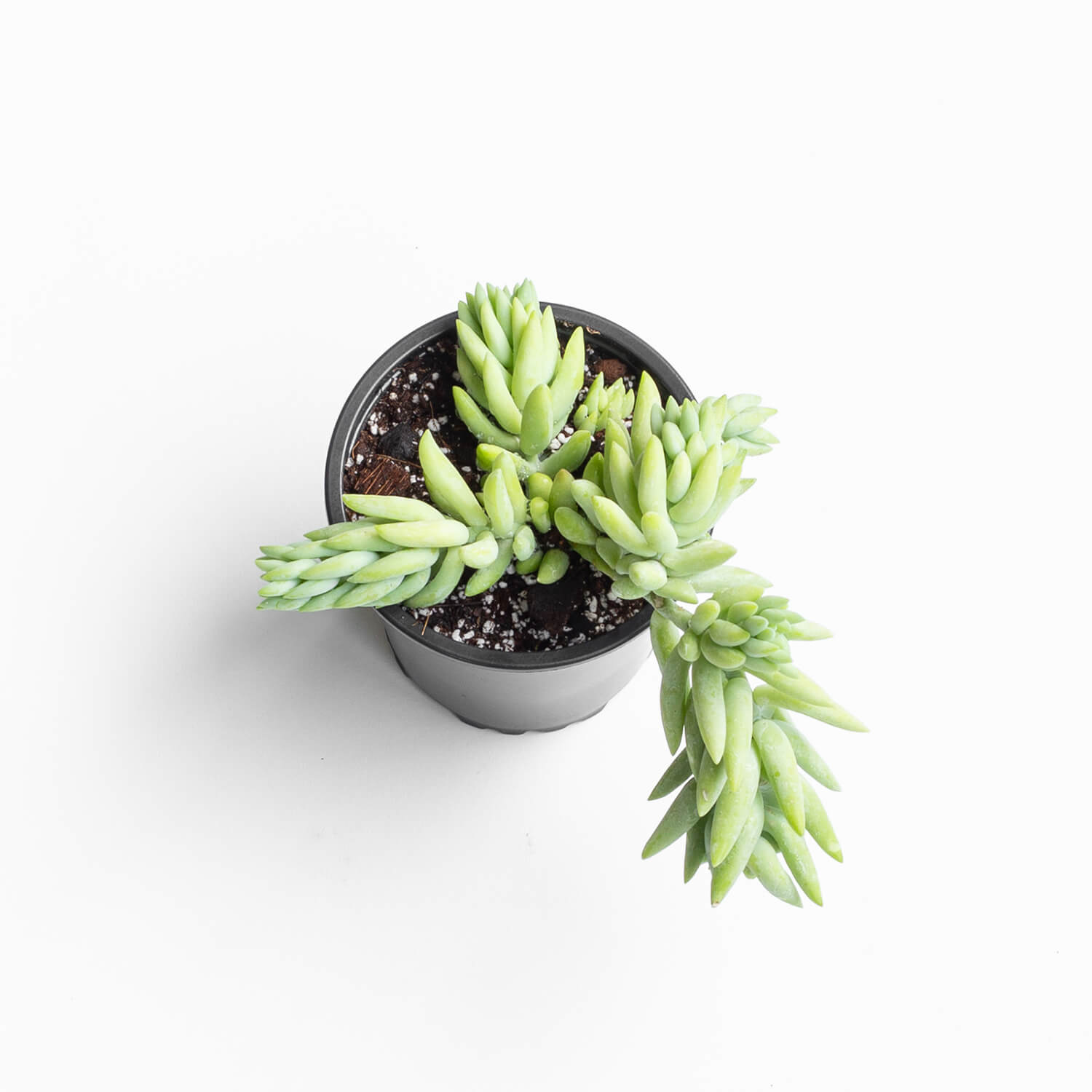 sedum-morganianum-s-002