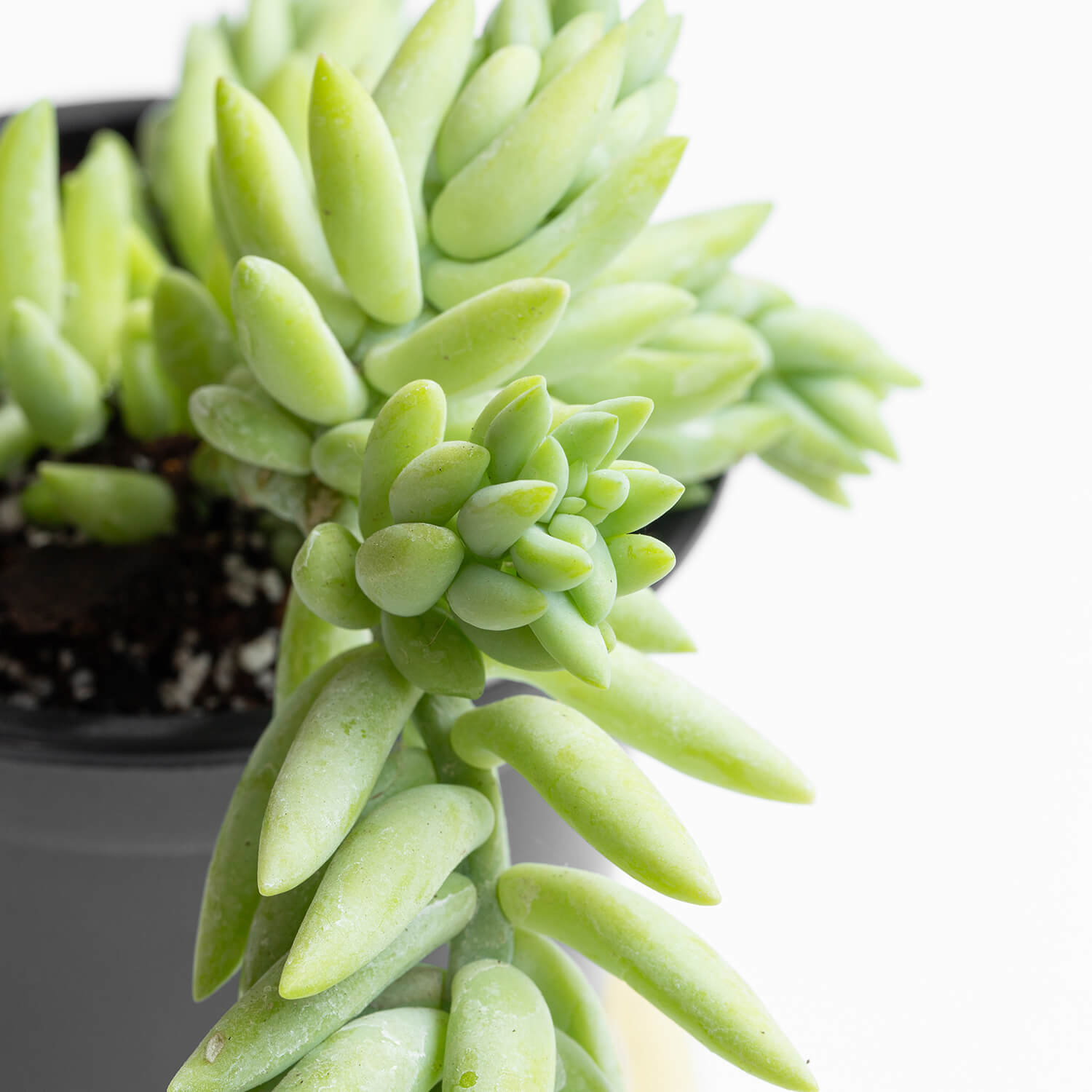 Sedum Morganianum – S