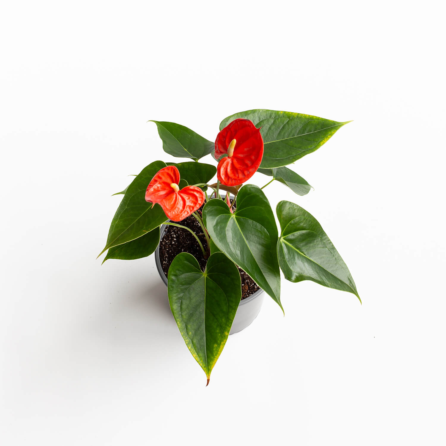 Anturio Andreanum – Atlas