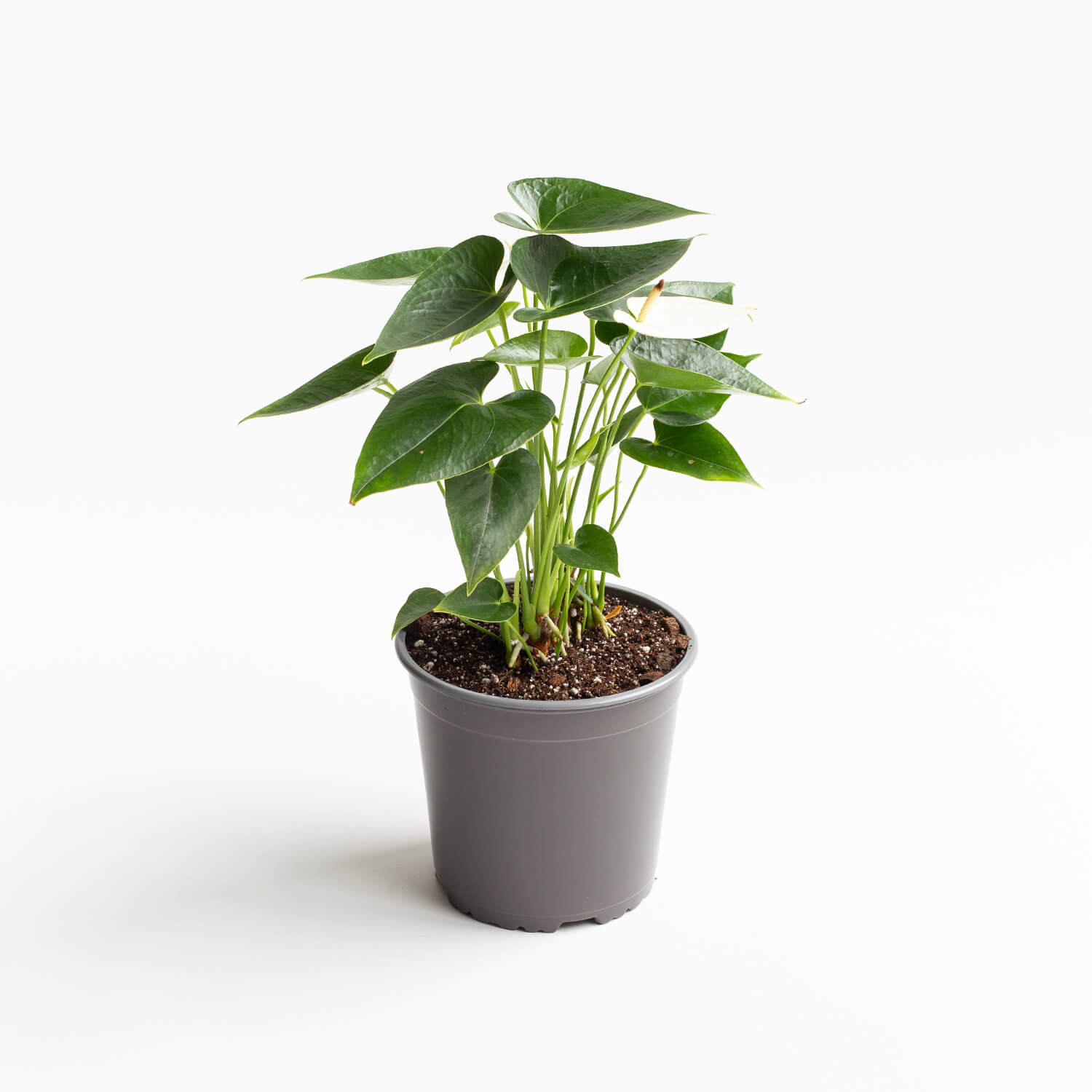 anturio-andreanum-cocos-001