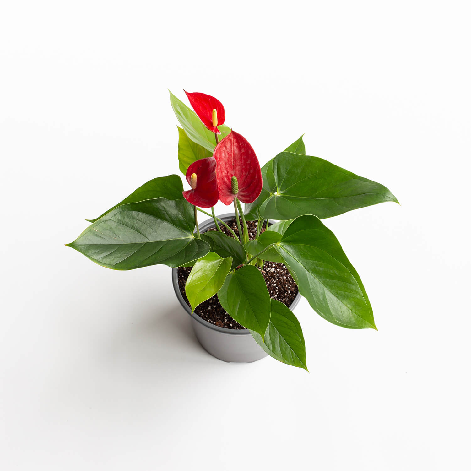 Anturio Andreanum – Melodia