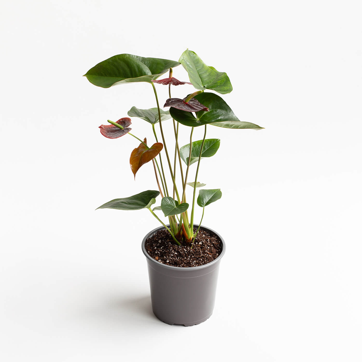anturio-andreanum-sempre-chocolate-001