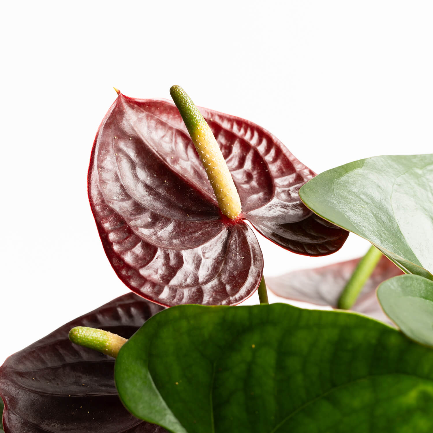 Anturio Andreanum – Sempre (Chocolate)