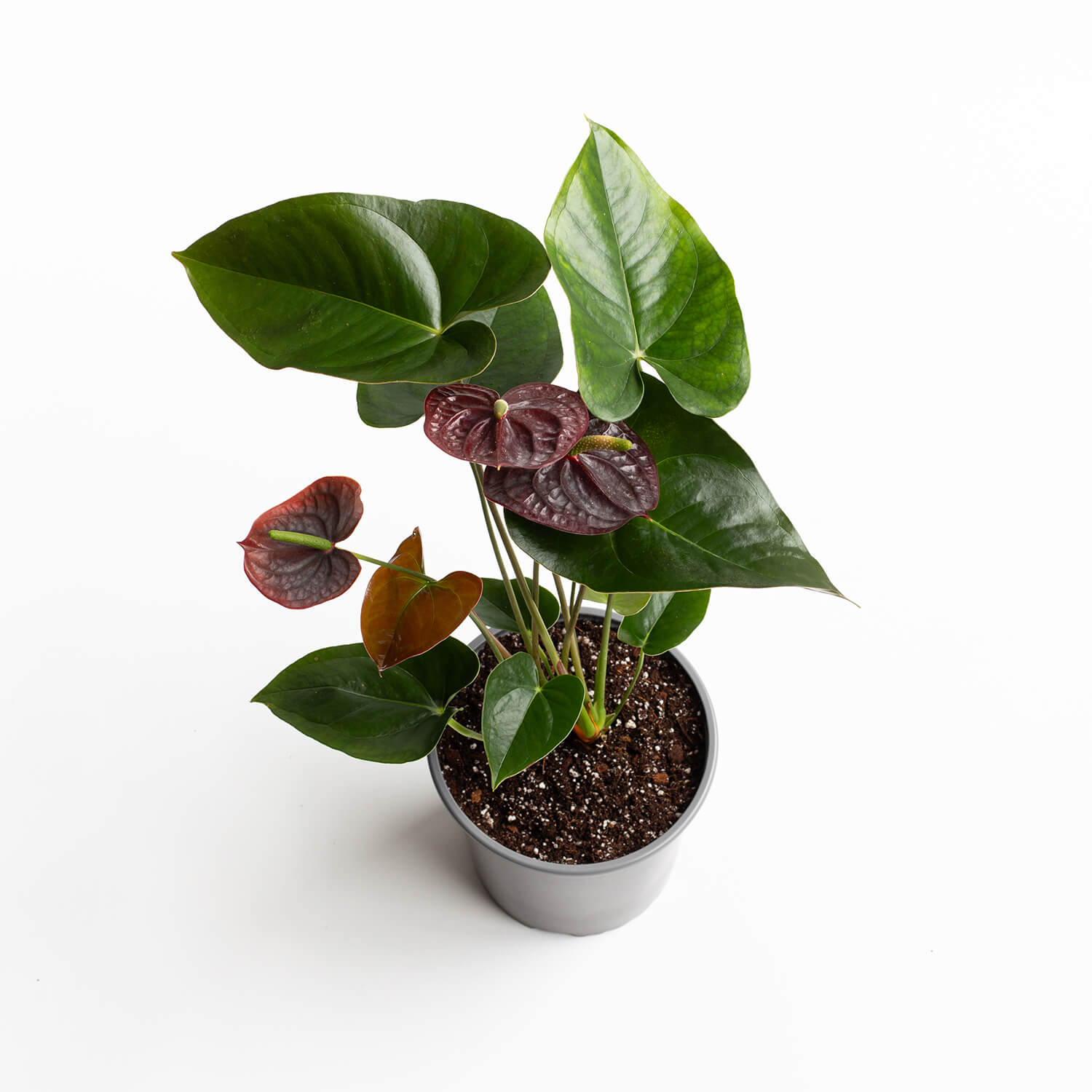 Anturio Andreanum – Sempre (Chocolate)