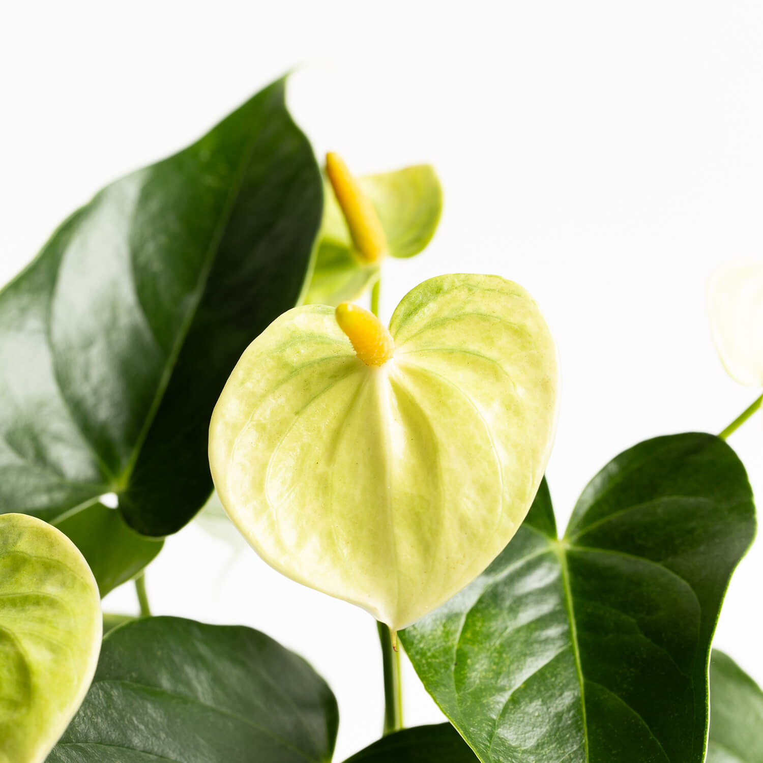 Anturio Andreanum – Vanilla