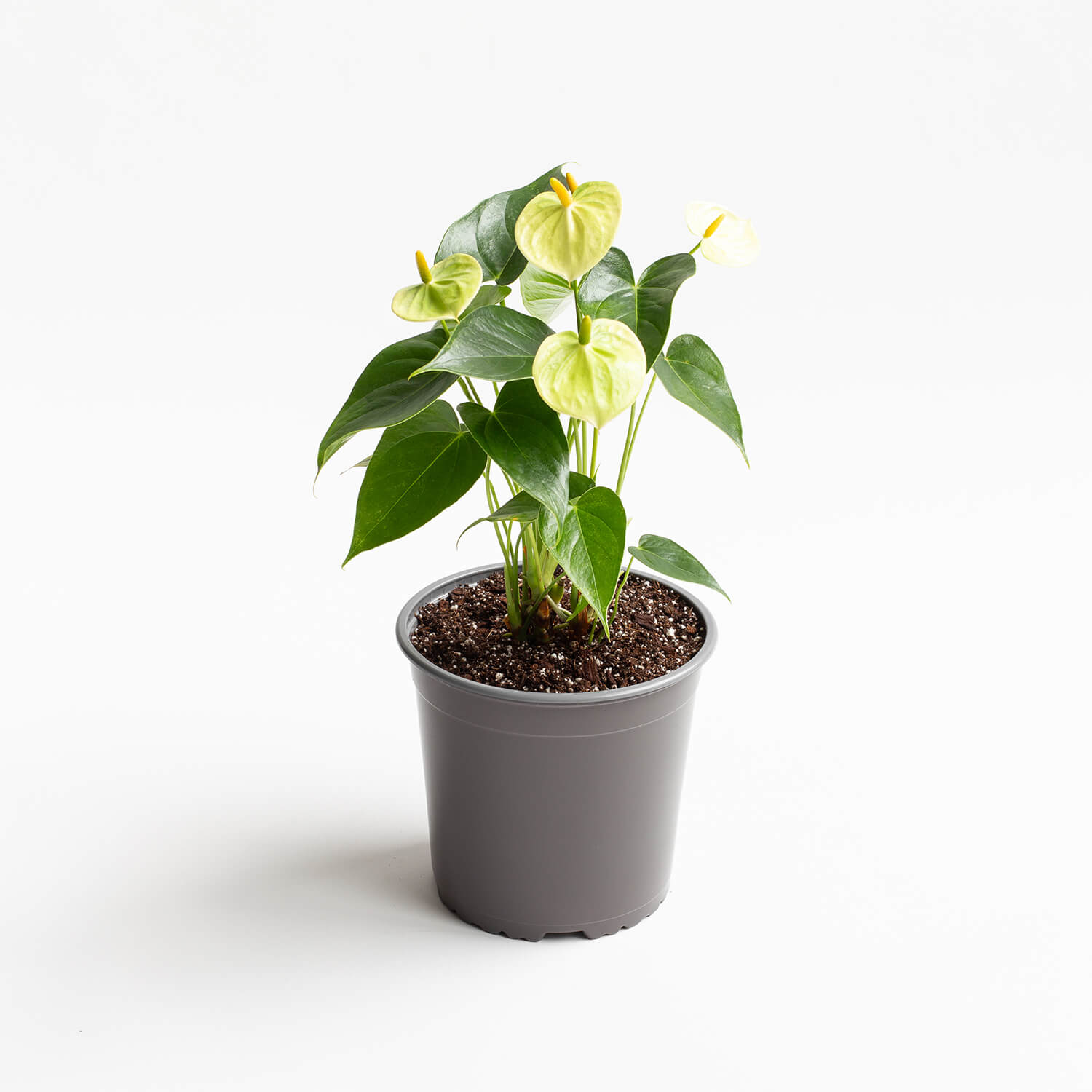 anturio-andreanum-vanilla-002