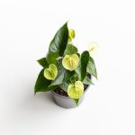 Anturio Andreanum – Vanilla