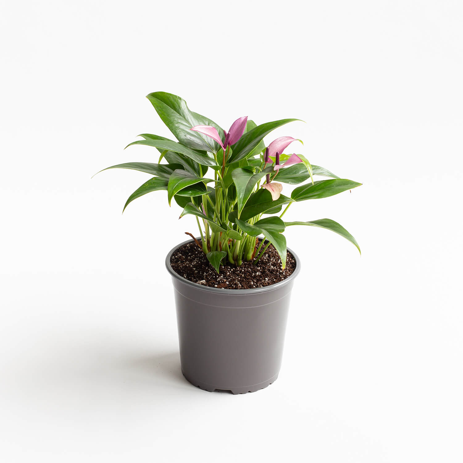 anturio-andreanum-zizou-002