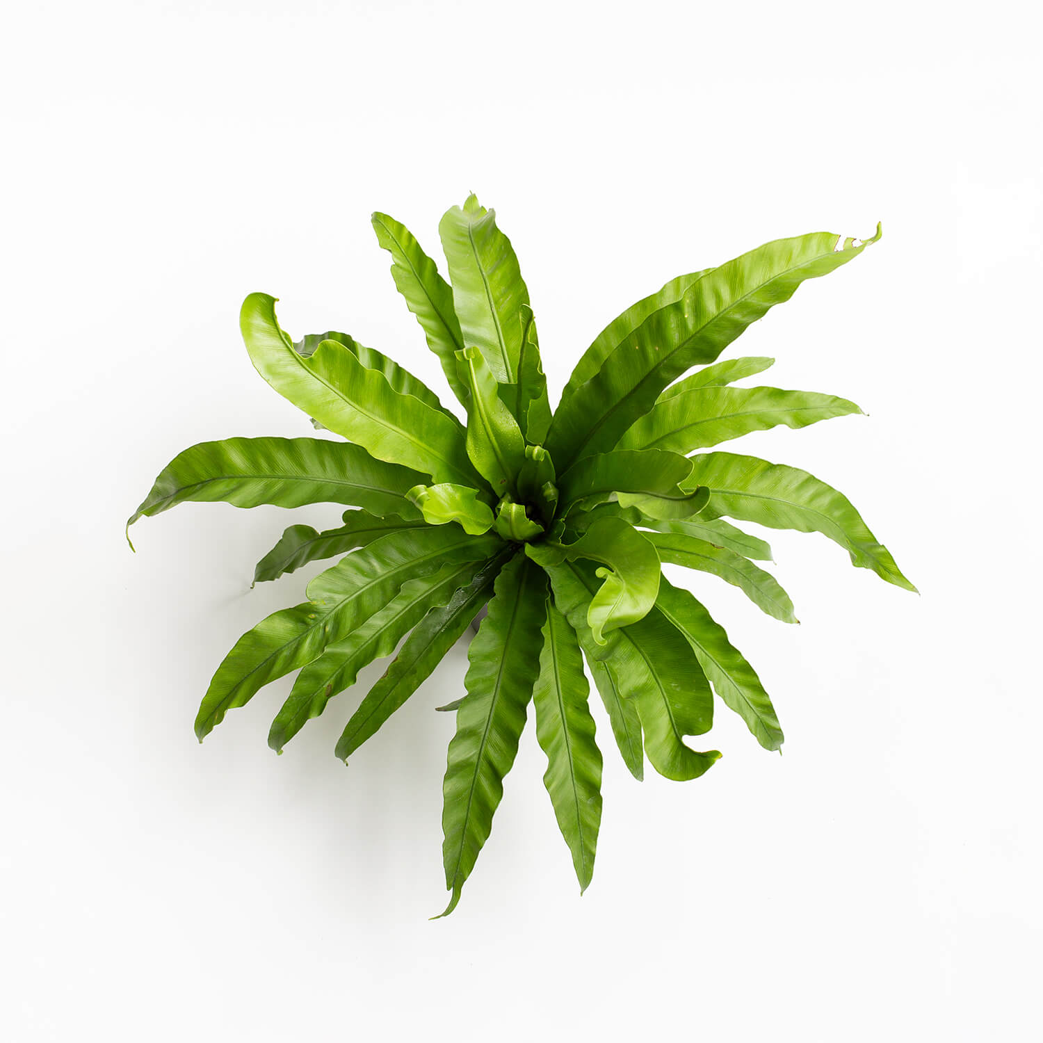 helecho-asplenium-hurracaine-001