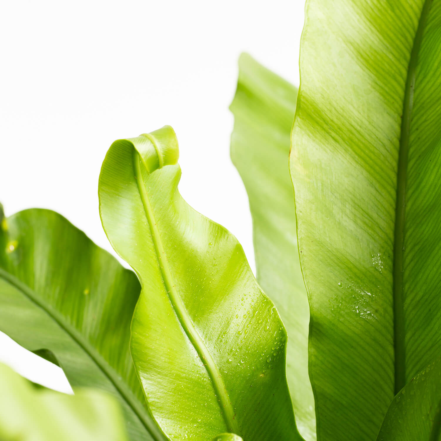 Helecho Asplenium Hurracaine
