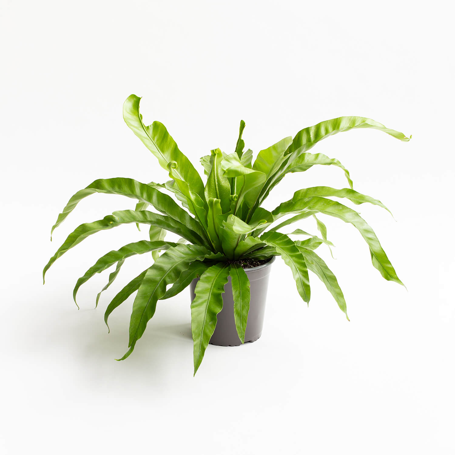 Helecho Asplenium Hurracaine