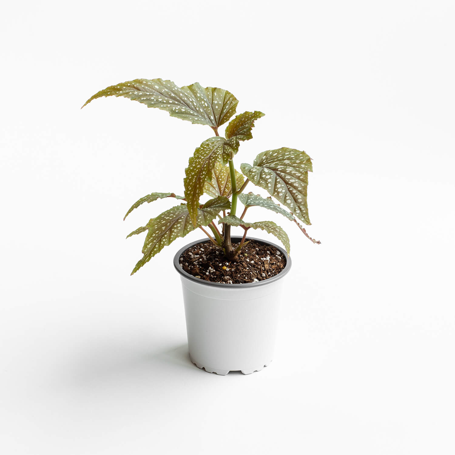 Begonia Alita de Ángel