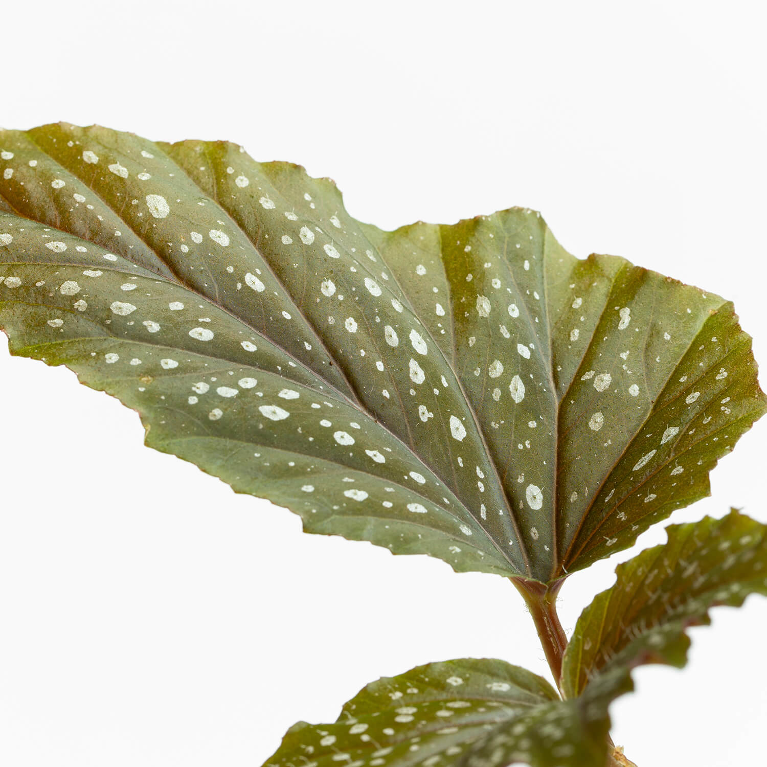 Begonia Alita de Ángel