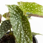Begonia White Ice