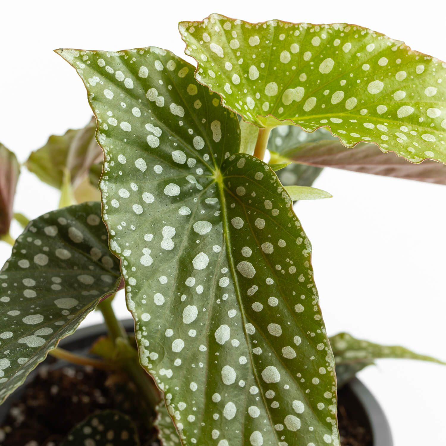 Begonia White Ice