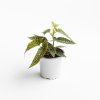 Ver foto 1 de Begonia White Ice