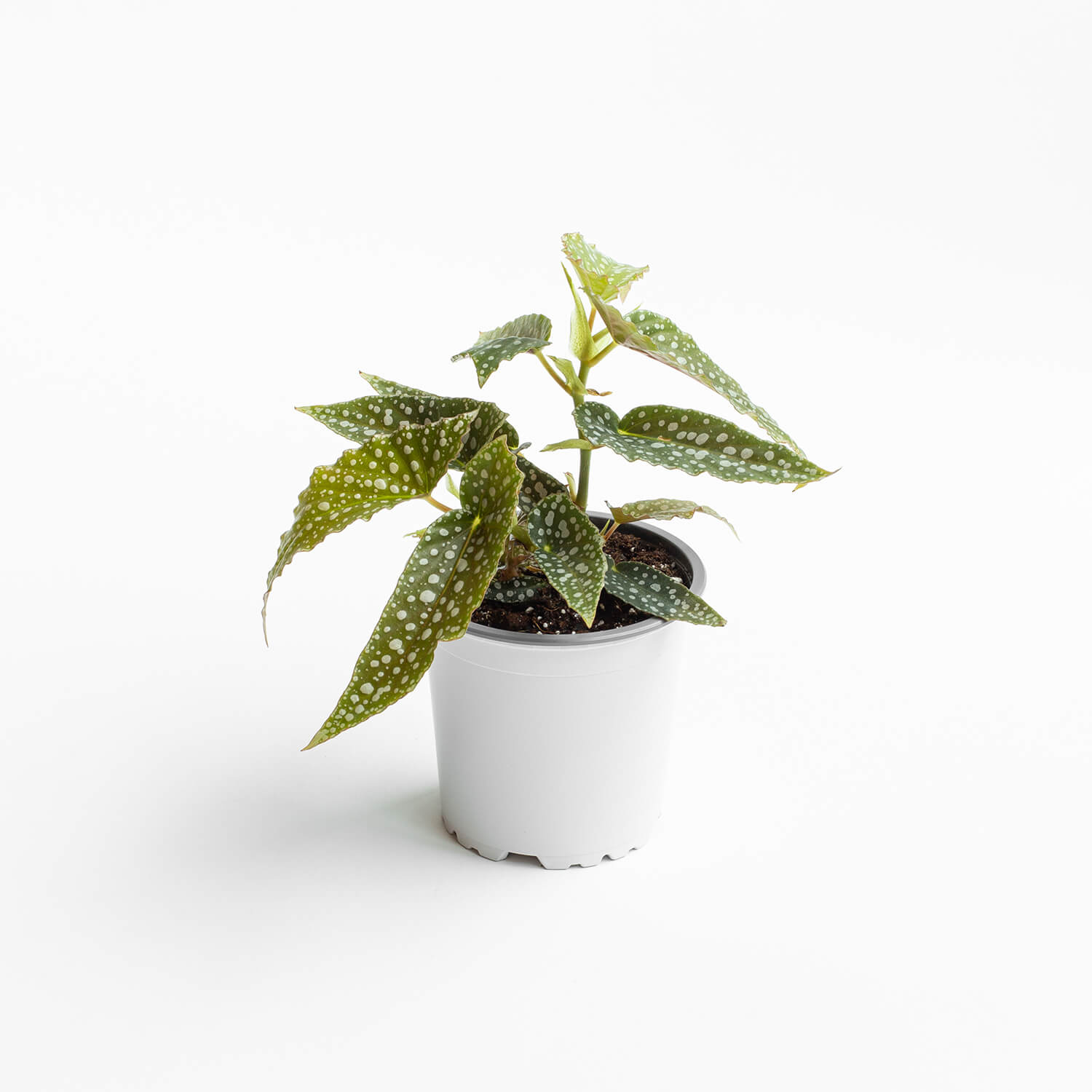 Begonia White Ice