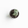 Ver foto 2 de Crassula Moonglow