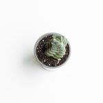 Crassula Moonglow