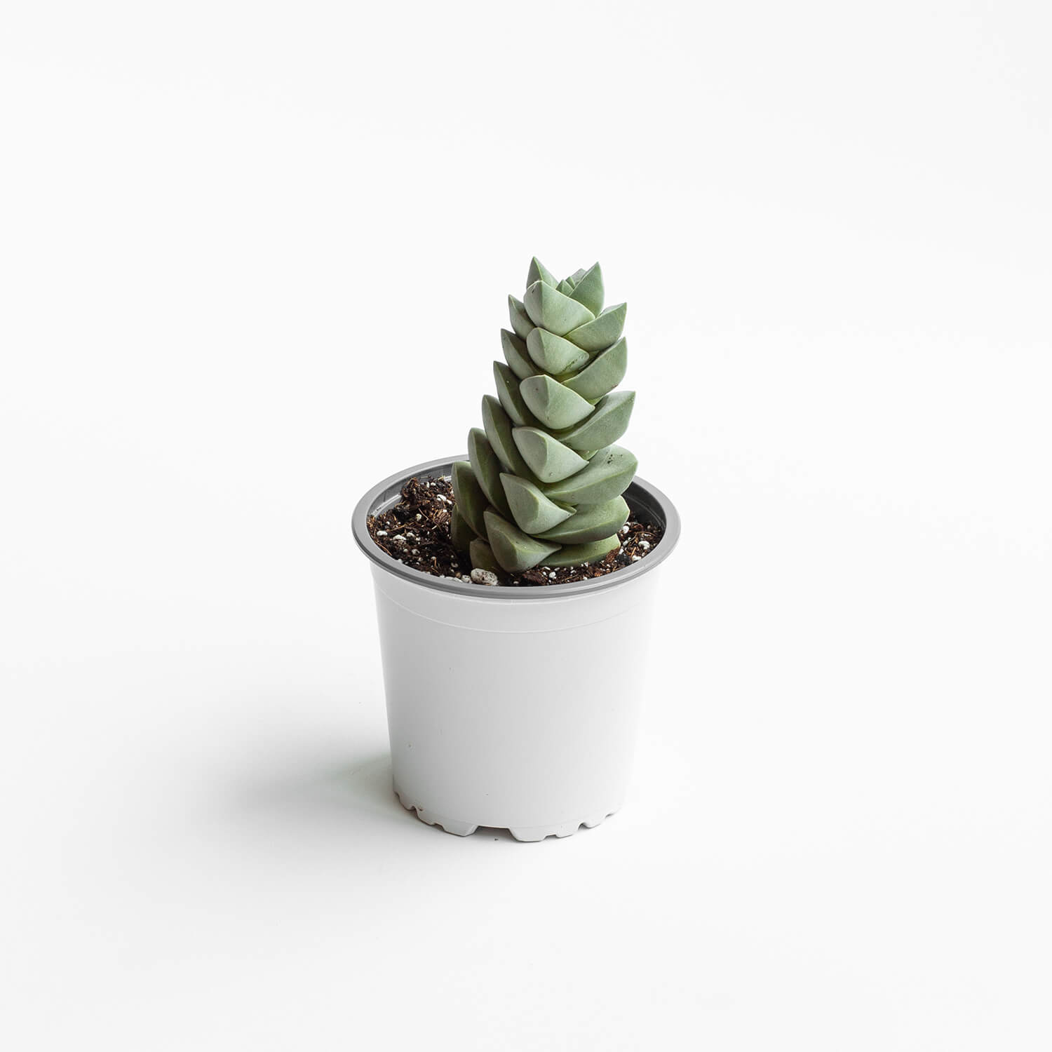 Crassula Moonglow